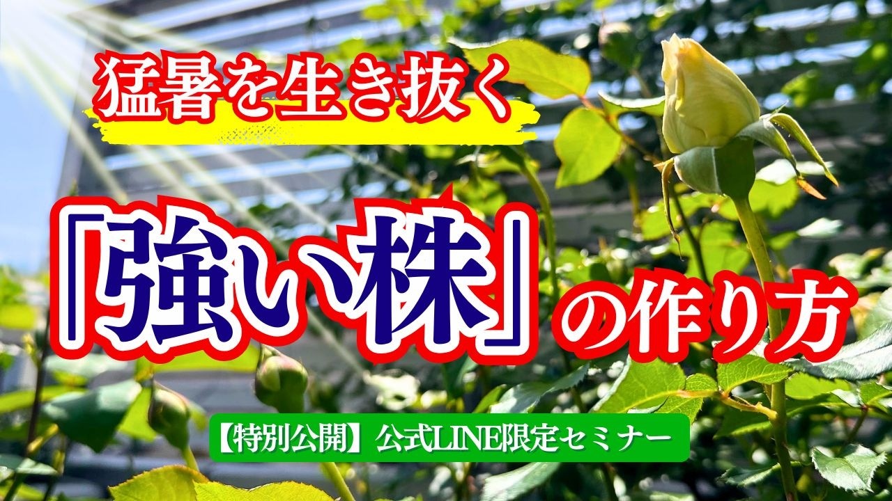 特別公開】昔の園芸書は危険？猛暑を生き抜く無農薬バラの育て方と根の