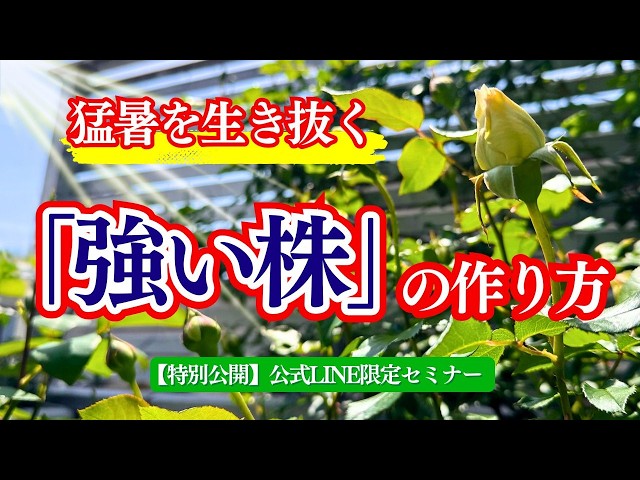 特別公開】昔の園芸書は危険？猛暑を生き抜く無農薬バラの育て方と根の
