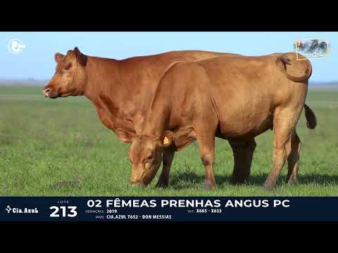 LOTE 213 - RED ANGUS X605, X633
