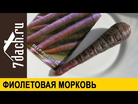 Знакомьтесь: фиолетовая морковь - 7 дач