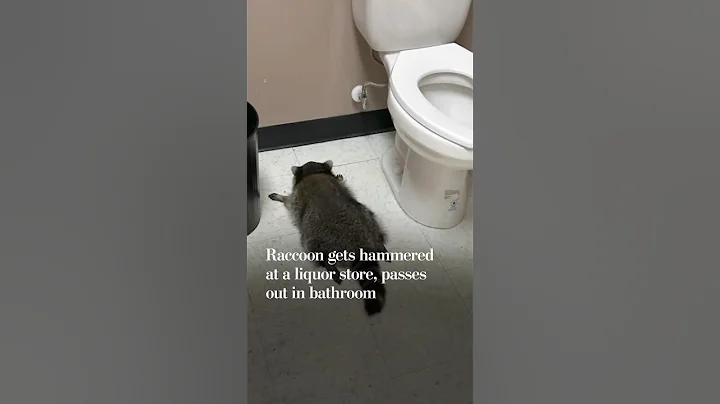 Raccoon gets hammered at liquor store, passes out in bathroom