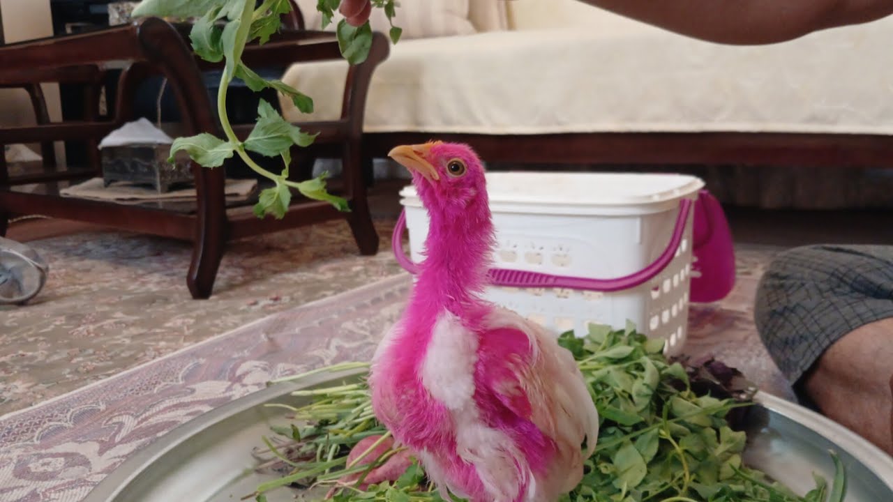 یک ویدئوی جدید و جذاب