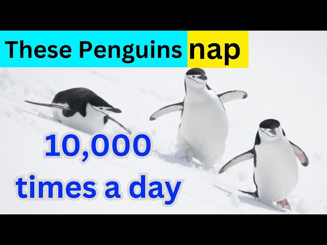 These nesting penguins nod off 10,000 times a day, for seconds at a time