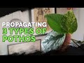 Propagating 3 Types of Pothos via Water Cuttings (Foolproof Method) 🌱