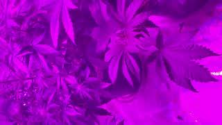Auto update and it's that time of year CLONING SEASON!!!