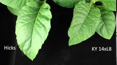 Tobacco Mosaic Virus Hypersensitive Response