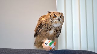 The owner bought the stuffed toy but was robbed by him. by GEN3 OWL CHANNEL 1,574,216 views 4 years ago 2 minutes, 27 seconds