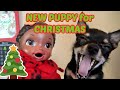 BABY ALIVE gets a NEW PUPP for CHRISTMAS! The Lilly and Mommy Show! FUNNY KIDS SKIT! KIDS CHRISTMAS!