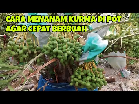 Video: Cara menanam kurma dari biji di rumah