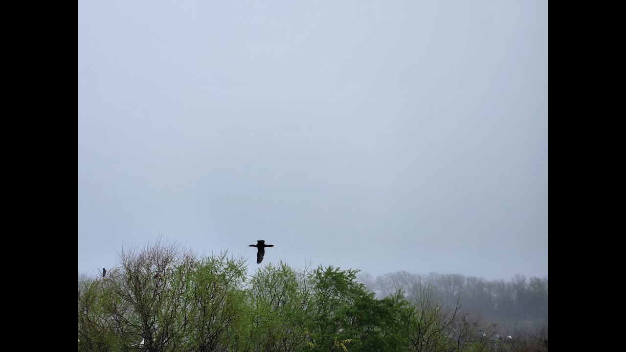 Bird Sanctuary called Smith Oaks in High Island TX - YouTube