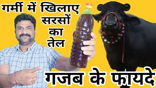 Benefits of #mustard oil at cattle in 🌞Hot weather🌡 ऐसे खिलाएं गर्मी में भी दूध और Fat बढ़ेगा