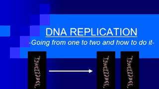 Unit 6: DNA Replication