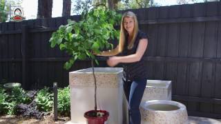 Planting Tips for Big Pots 