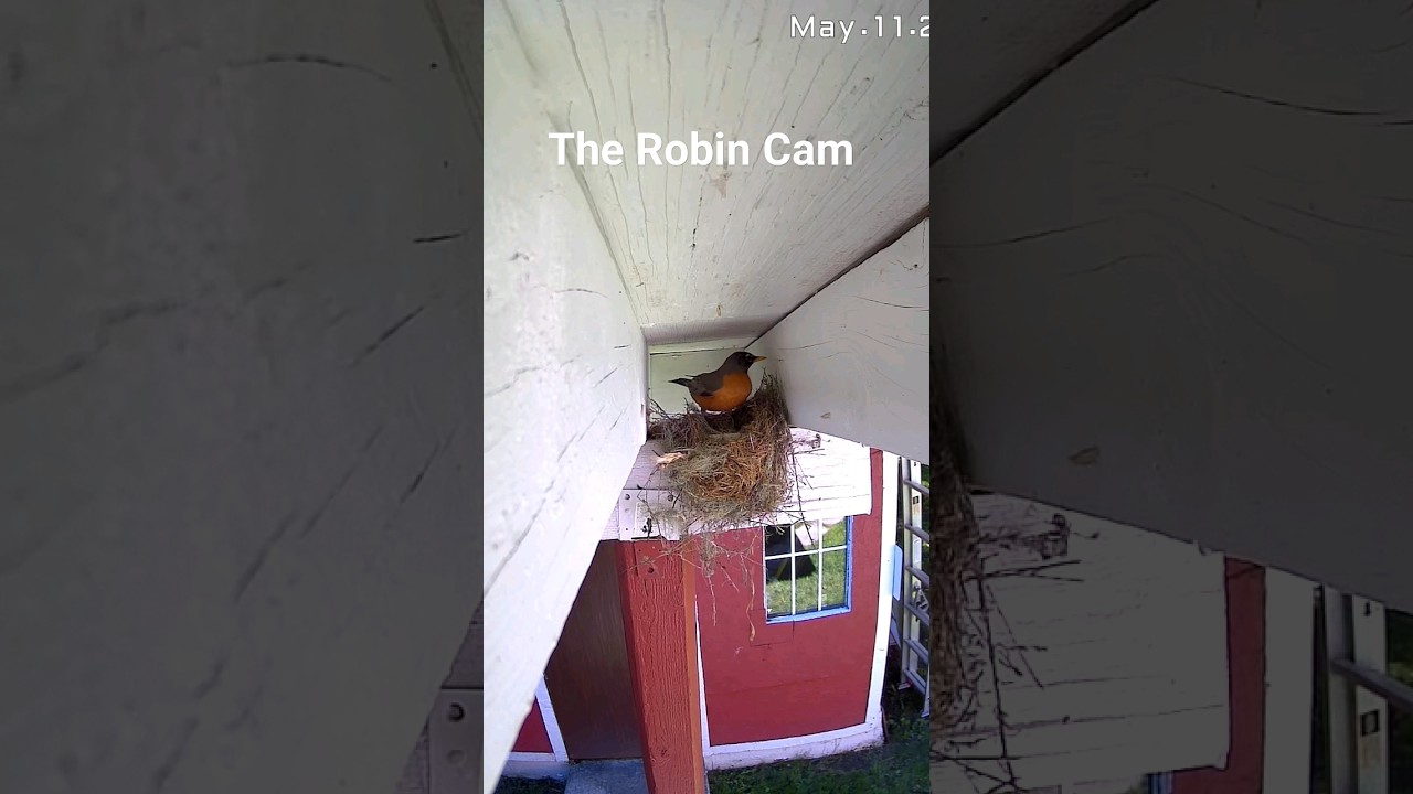 Set Up Camera To Watch Robin Bird. 