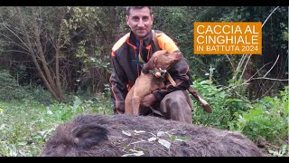 Caccia al cinghiale in battuta 2024: ritorno in Sabina by all4hunters ITALIA 9,964 views 3 weeks ago 5 minutes, 33 seconds