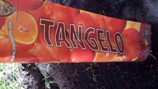 THE PLANTING OF A TANGELO TREE 3 28 17
