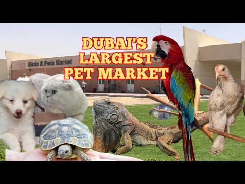DUBAI BIRDS AND PETS MARKET|AL WARSAN|LARGEST PETS MARKET IN UAE|PET