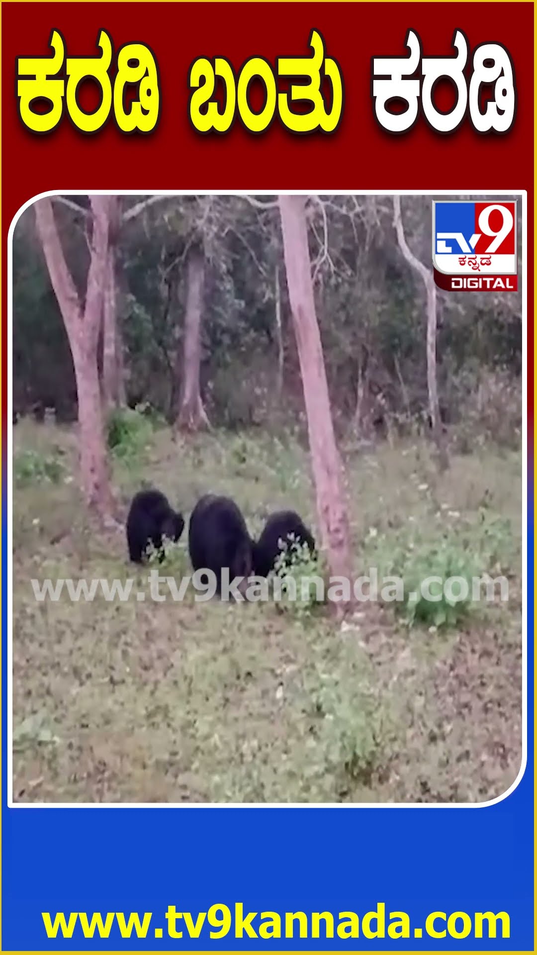 ಕರಡಿ ಬಂತು ಕರಡಿ #Bear #Tv9D