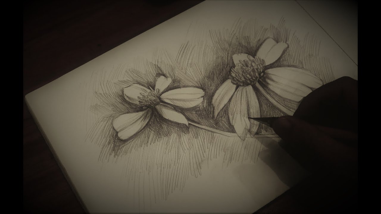 vẽ hoa xuyến chi bút chì - YouTube