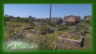 Farm in the City | Volunteer Gardener