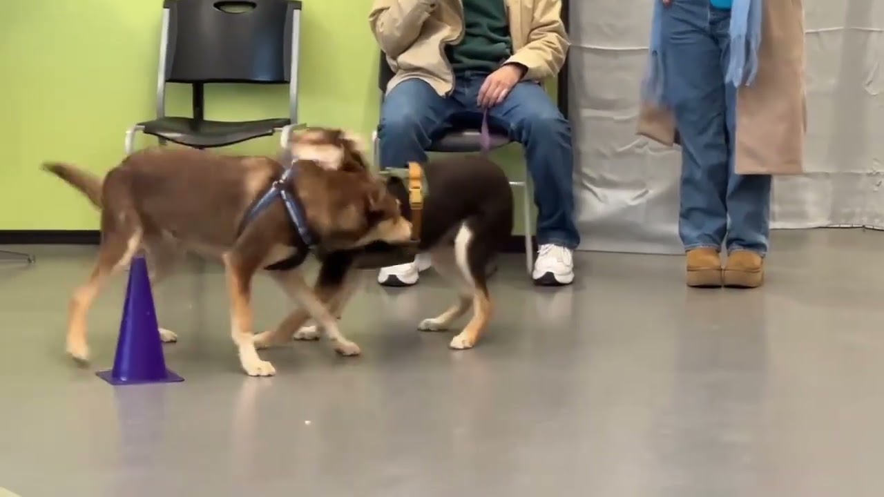 Oso and Dewey: Brothers Reunited