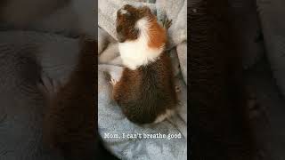 I Think Of You All The Time Now That Youre Gone sad imissyou guineapig riplatte pets rip