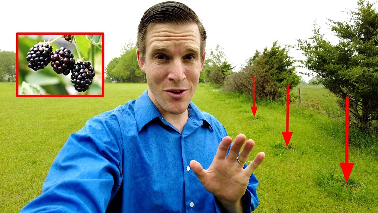 Planting 30+ Blackberry Bushes- 7 months later!