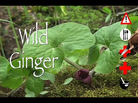 Vídeo: NZ Wild Ginger é comestível?