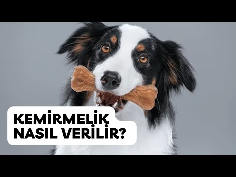 Video: Bir kedi tıkırtı eğitebilir misin? Evet, yapabilirsin