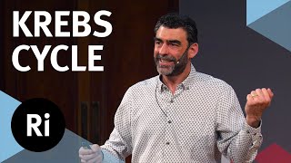 How the Krebs cycle powers life and death - with Nick Lane