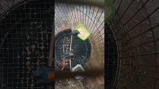 Download Lagu semudah itu melatih burung kemade agar mau makan voer MP3