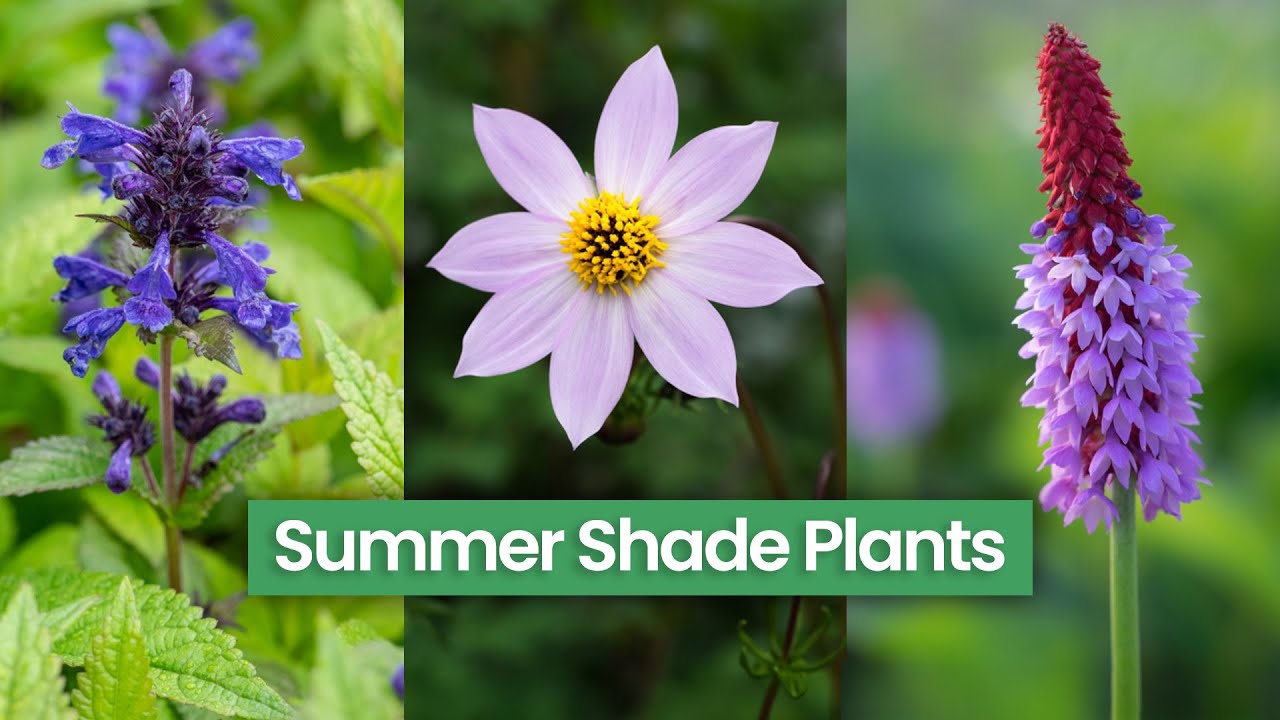 9 Summer Perennials for Shady Spot - 2025 Picks!