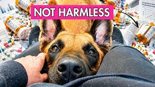 I Read 135 Studies on the Side Effects of Your Dog's Anxiety Meds