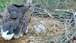 Glen Hazel (Hays) Eagle-Mom feeds a fish eyeball to G4🫣, G3 objects vigorously🥺04-05-2026