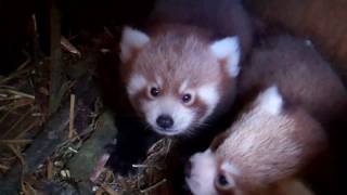 Red panda cubs by SCARCE WORLDWIDE 687 views 7 years ago 1 minute, 3 seconds