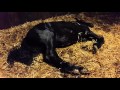 Incredible snoring Friesian horse!!