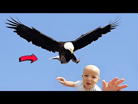Это Нечто! Самые Ужасные Нападения Орлов Снятые на Камеру!