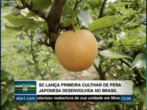 Vídeo: Cultivo De Peras No Noroeste. Variedades De Pêra Promissoras