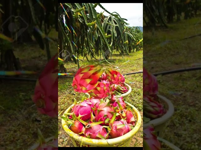 #dragon fruit #pitaya #shorts #viral #shortviral class=