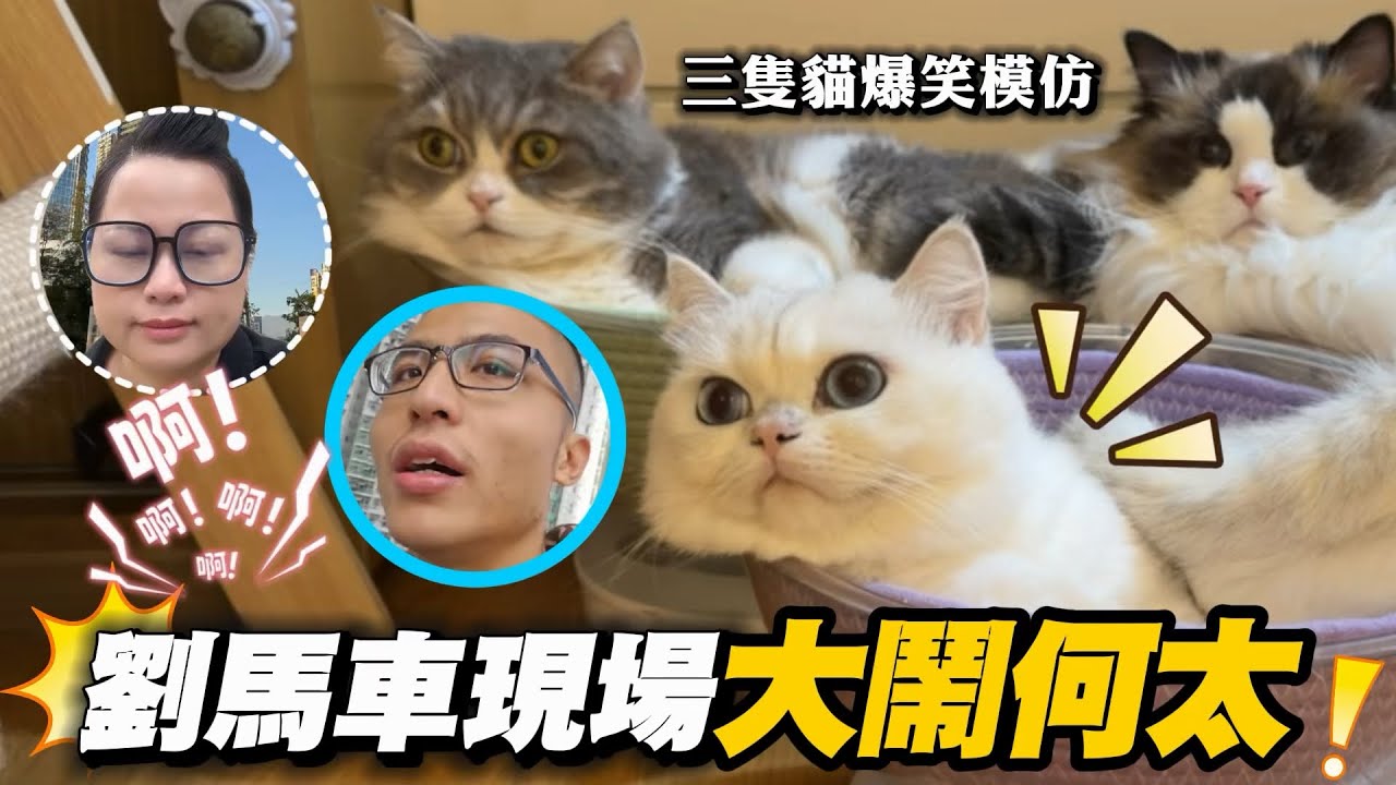 劉馬車直播追擊何太 大鬧河馬騙光何伯全副身家導致家破人亡！三隻貓搞笑模仿：笑出聲！必看！