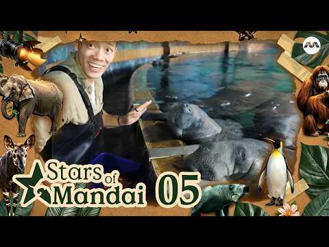 🌟 Meet Canola, the manatee with a special ring! at River Wonders | Spotlight: Stars Of Mandai EP5