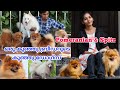 4000 മുതൽ ഡോഗ്സിനെ വാങ്ങാം |Original Pomeranian Dogs|Pomeranian puppy|Spitz dog|Dogs Kerala