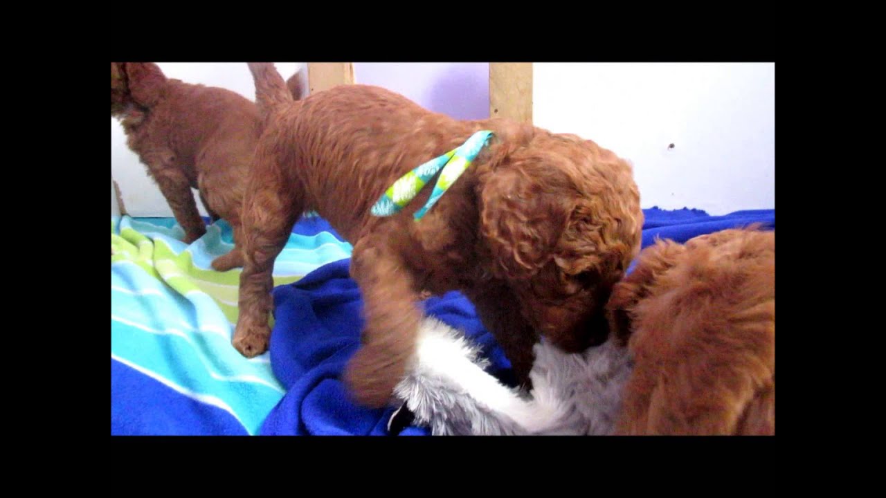 Red standard poodle puppies at 4 weeks old - YouTube