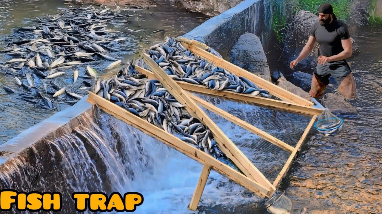 The Simplest Fish Catching Technique / 200 kg Fish