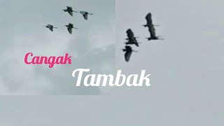 Download Lagu Burung cangak Abu\ MP3