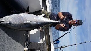 Stickbait Bluefin Bermagui - Topwater tuna action. Surface popping Shimano Orca