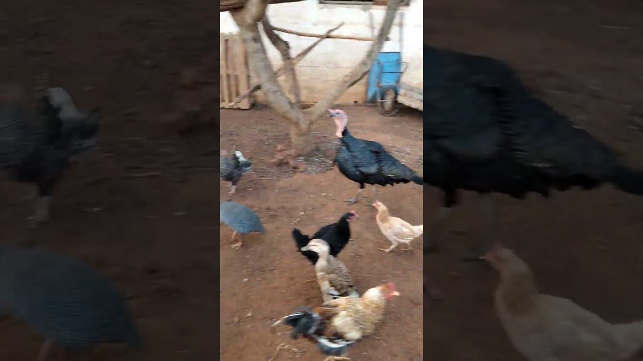 متعة تربية الدواجن🐔💓🥰🐓🐓🐓