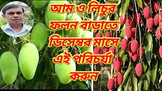 আম ও লিচুর ফলন বেশি পেতে (জৈব ও রাসায়নিক পদ্ধতিতে )December মাসে এই পদ্ধতি অনুসরণ করুন||
