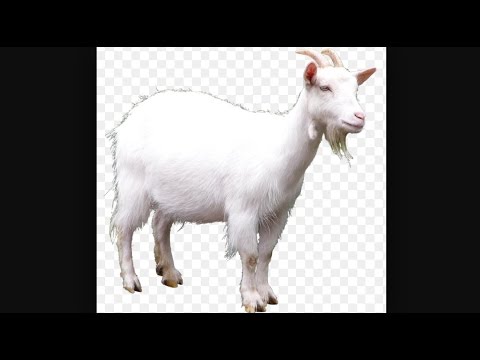 how to make clipart on mac