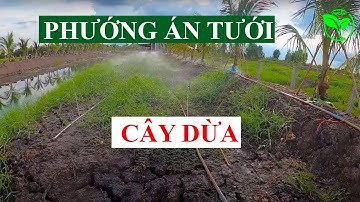 Phương án tưới tự động cho cây dừa | vnplant